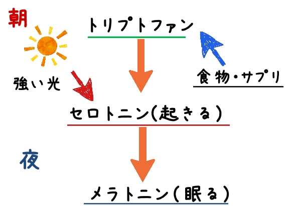 セロトニン・メラトニン・トリプトファン